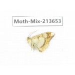 Moths sp. China, Yunnan, Dali, S of Mt.Cangshan. 1Pcs. Moth-Mix-213653.