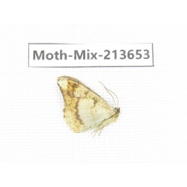 Moths sp. China, Yunnan, Dali, S of Mt.Cangshan. 1Pcs. Moth-Mix-213653.