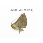 Moths sp. China, Yunnan, Dali, S of Mt.Cangshan. 1Pcs. Moth-Mix-213654.