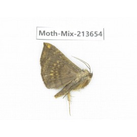 Moths sp. China, Yunnan, Dali, S of Mt.Cangshan. 1Pcs. Moth-Mix-213654.