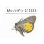 Moths sp. China, Yunnan, Dali, S of Mt.Cangshan. 1Pcs. Moth-Mix-213658.
