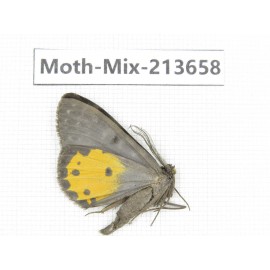 Moths sp. China, Yunnan, Dali, S of Mt.Cangshan. 1Pcs. Moth-Mix-213658.