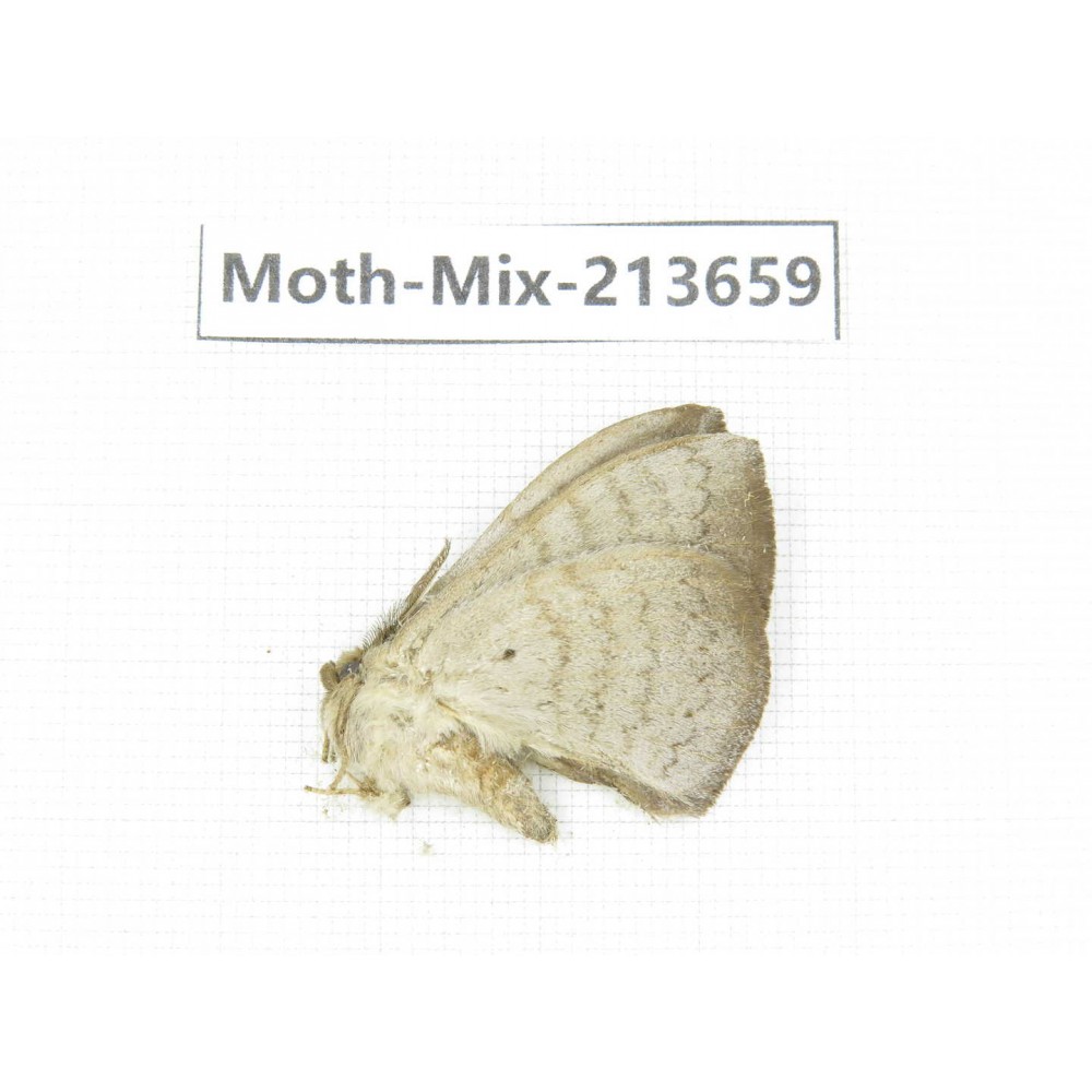 Moths sp. China, Yunnan, Dali, S of Mt.Cangshan. 1Pcs. Moth-Mix-213659.