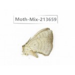 Moths sp. China, Yunnan, Dali, S of Mt.Cangshan. 1Pcs. Moth-Mix-213659.