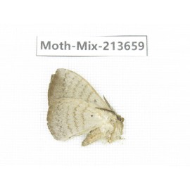 Moths sp. China, Yunnan, Dali, S of Mt.Cangshan. 1Pcs. Moth-Mix-213659.