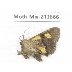 Moths sp. China, Yunnan, Dali, S of Mt.Cangshan. 1Pcs. Moth-Mix-213666.