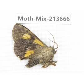 Moths sp. China, Yunnan, Dali, S of Mt.Cangshan. 1Pcs. Moth-Mix-213666.