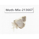 Moths sp. China, Yunnan, Dali, S of Mt.Cangshan. 1Pcs. Moth-Mix-213667.