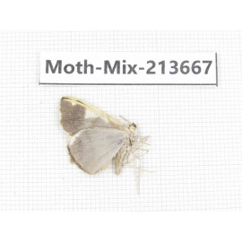 Moths sp. China, Yunnan, Dali, S of Mt.Cangshan. 1Pcs. Moth-Mix-213667.