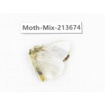 Moths sp. China, Yunnan, Dali, S of Mt.Cangshan. 1Pcs. Moth-Mix-213674.