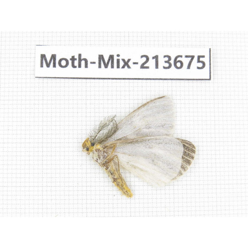 Moths sp. China, Yunnan, Dali, S of Mt.Cangshan. 1Pcs. Moth-Mix-213675.
