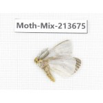 Moths sp. China, Yunnan, Dali, S of Mt.Cangshan. 1Pcs. Moth-Mix-213675.