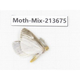 Moths sp. China, Yunnan, Dali, S of Mt.Cangshan. 1Pcs. Moth-Mix-213675.