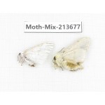 Moths sp. China, Yunnan, Dali, S of Mt.Cangshan. 2Pcs. Moth-Mix-213677.