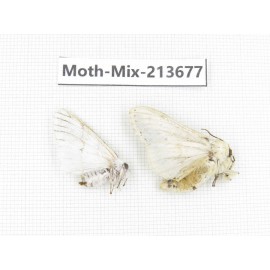 Moths sp. China, Yunnan, Dali, S of Mt.Cangshan. 2Pcs. Moth-Mix-213677.