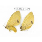 Moths sp. China, Yunnan, Dali, S of Mt.Cangshan. 2Pcs. Moth-Mix-213679.