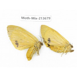 Moths sp. China, Yunnan, Dali, S of Mt.Cangshan. 2Pcs. Moth-Mix-213679.