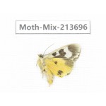 Moths sp. China, Yunnan, Dali, S of Mt.Cangshan. 1Pcs. Moth-Mix-213696.