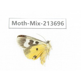 Moths sp. China, Yunnan, Dali, S of Mt.Cangshan. 1Pcs. Moth-Mix-213696.