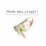 Moths sp. China, Yunnan, Dali, S of Mt.Cangshan. 1Pcs. Moth-Mix-213697.