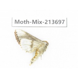 Moths sp. China, Yunnan, Dali, S of Mt.Cangshan. 1Pcs. Moth-Mix-213697.