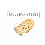 Moths sp. China, Yunnan, Dali, S of Mt.Cangshan. 1Pcs. Moth-Mix-213698.