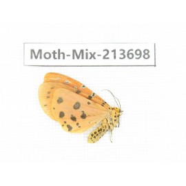 Moths sp. China, Yunnan, Dali, S of Mt.Cangshan. 1Pcs. Moth-Mix-213698.