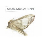 Moths sp. China, Yunnan, Dali, S of Mt.Cangshan. 1Pcs. Moth-Mix-213699.