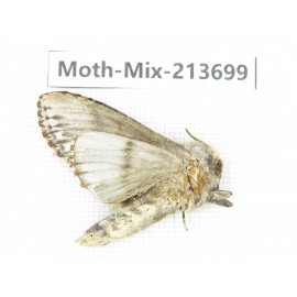 Moths sp. China, Yunnan, Dali, S of Mt.Cangshan. 1Pcs. Moth-Mix-213699.