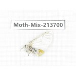 Moths sp. China, Yunnan, Dali, S of Mt.Cangshan. 1Pcs. Moth-Mix-213700.