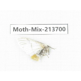 Moths sp. China, Yunnan, Dali, S of Mt.Cangshan. 1Pcs. Moth-Mix-213700.
