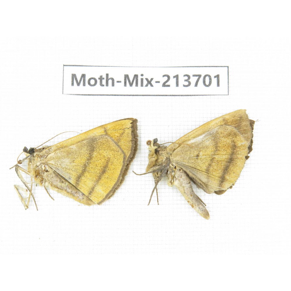 Moths sp. China, Yunnan, Dali, S of Mt.Cangshan. 2Pcs. Moth-Mix-213701.