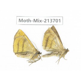 Moths sp. China, Yunnan, Dali, S of Mt.Cangshan. 2Pcs. Moth-Mix-213701.