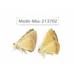 Moths sp. China, Yunnan, Dali, S of Mt.Cangshan. 2Pcs. Moth-Mix-213702.