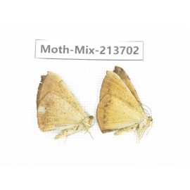 Moths sp. China, Yunnan, Dali, S of Mt.Cangshan. 2Pcs. Moth-Mix-213702.