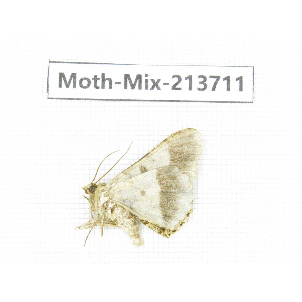 Moths sp. China, Yunnan, Dali, S of Mt.Cangshan. 1Pcs. Moth-Mix-213711.