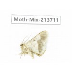 Moths sp. China, Yunnan, Dali, S of Mt.Cangshan. 1Pcs. Moth-Mix-213711.