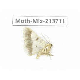 Moths sp. China, Yunnan, Dali, S of Mt.Cangshan. 1Pcs. Moth-Mix-213711.