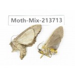 Moths sp. China, Yunnan, Dali, S of Mt.Cangshan. 2Pcs. Moth-Mix-213713.