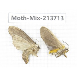 Moths sp. China, Yunnan, Dali, S of Mt.Cangshan. 2Pcs. Moth-Mix-213713.