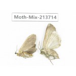 Moths sp. China, Yunnan, Dali, S of Mt.Cangshan. 2Pcs. Moth-Mix-213714.