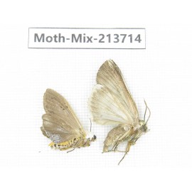 Moths sp. China, Yunnan, Dali, S of Mt.Cangshan. 2Pcs. Moth-Mix-213714.