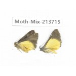 Moths sp. China, Yunnan, Dali, S of Mt.Cangshan. 2Pcs. Moth-Mix-213715.