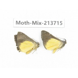 Moths sp. China, Yunnan, Dali, S of Mt.Cangshan. 2Pcs. Moth-Mix-213715.