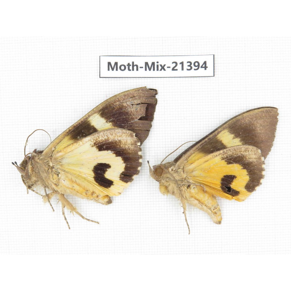 Moths sp. China, Yunnan, Dehong area, Longchuan county. 2M. Moth-Mix-21394.