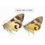 Moths sp. China, Yunnan, Dehong area, Longchuan county. 2M. Moth-Mix-21394.