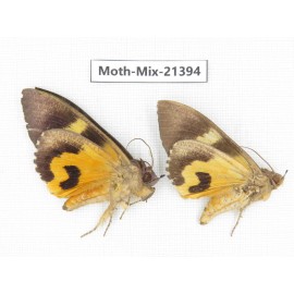 Moths sp. China, Yunnan, Dehong area, Longchuan county. 2M. Moth-Mix-21394.
