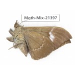 Moths sp. China, Yunnan, Dehong area, Longchuan county. 1M. Moth-Mix-21397.