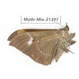 Moths sp. China, Yunnan, Dehong area, Longchuan county. 1M. Moth-Mix-21397.
