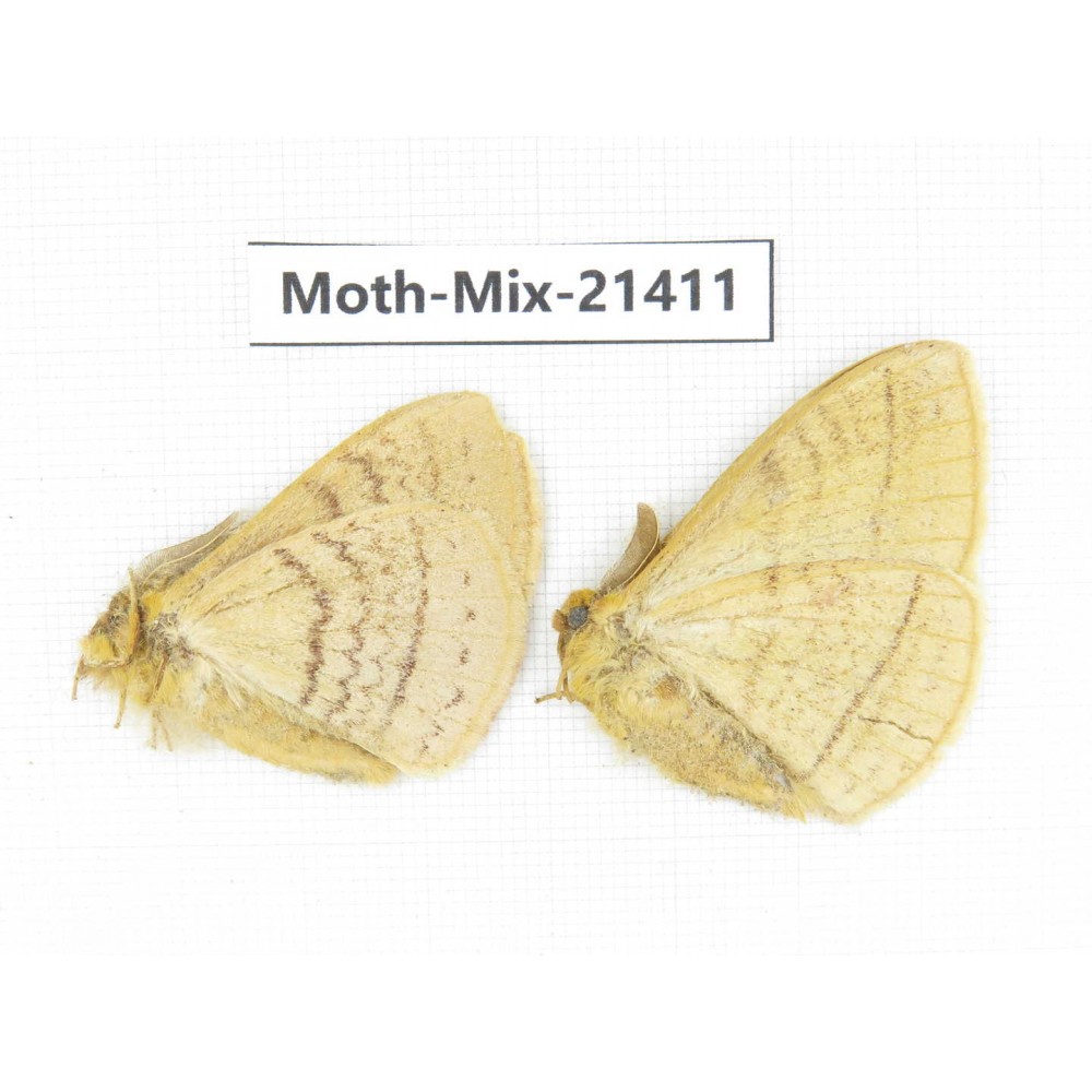 Moths sp. China, Yunnan, Dehong area, Longchuan county. 2M. Moth-Mix-21411.